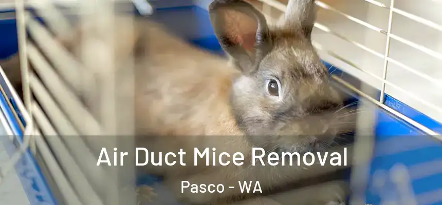 Air Duct Mice Removal Pasco - WA